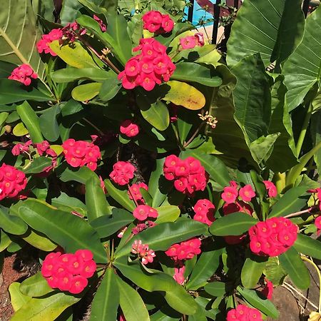 Bush Village Holiday Cabins Airlie Beach Luaran gambar