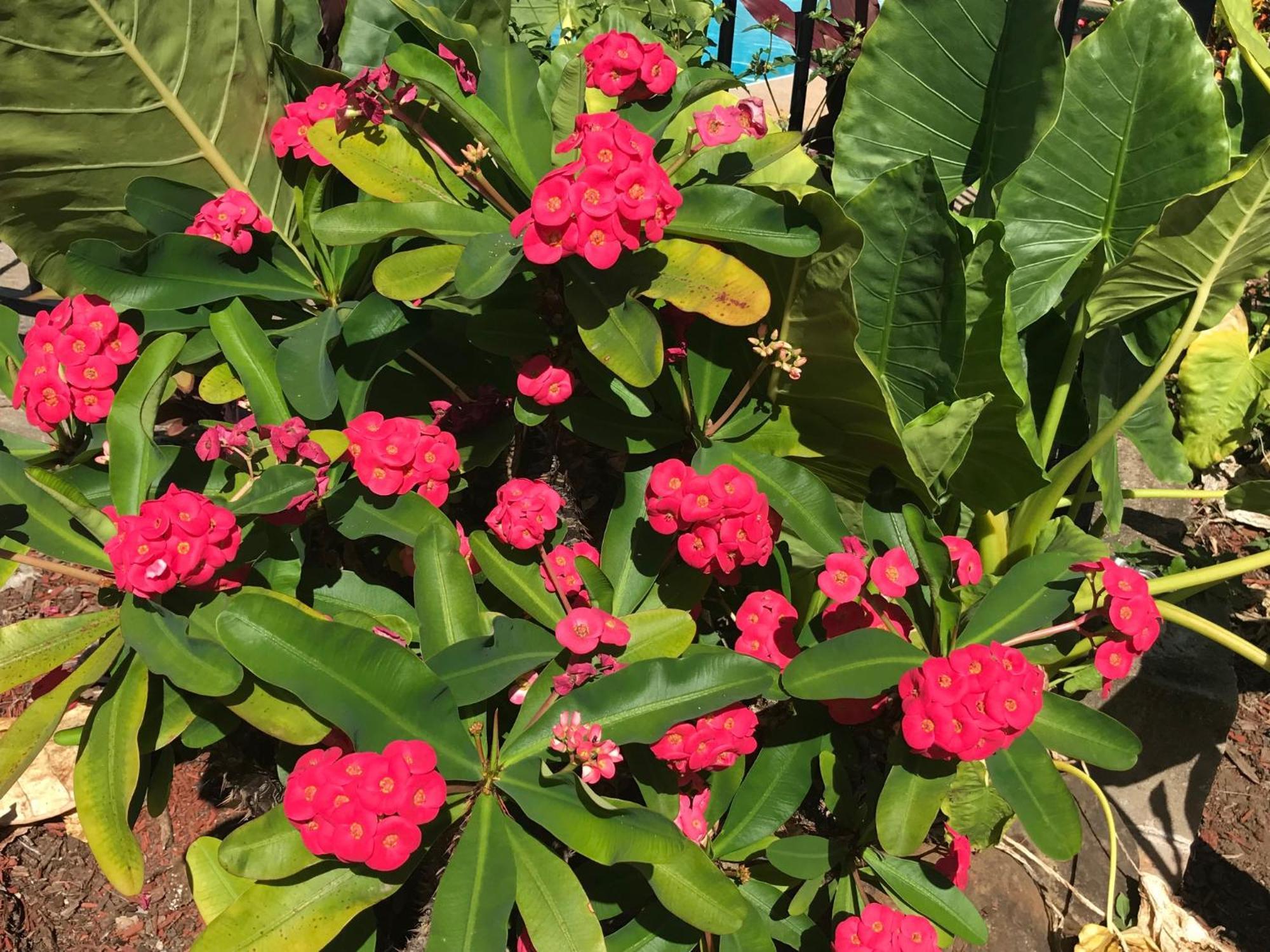Bush Village Holiday Cabins Airlie Beach Luaran gambar
